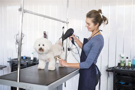 How to Start a Mobile Dog Grooming Salon