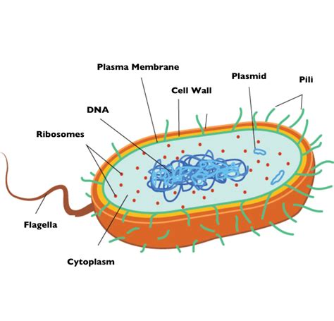 Bacterial Cell Diagram Ks3