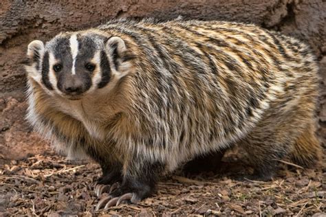 8 Surprising Facts About Badgers