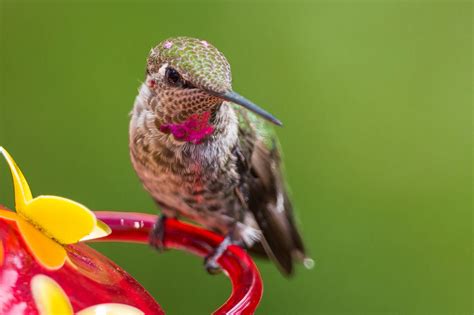 Best Hummingbird Nectar Recipe - Hummingbirds Plus