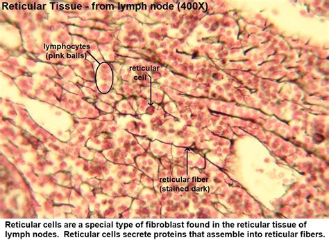 Reticular Connective Tissue Lymph Node