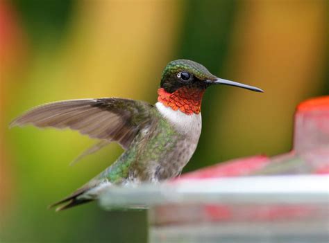 Hummingbird Feeding Tips – BWD Magazine