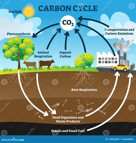 Carbon Cycle Diagram Worksheet – Owhentheyanks.com