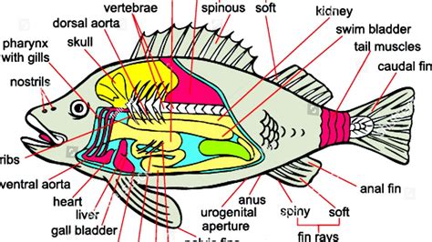 Fish Bone Anatomy