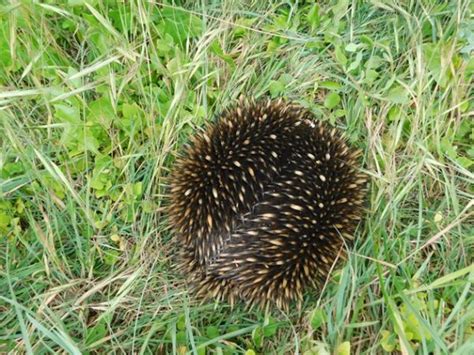 Echidna-egg laying mammal-500th post! - 10,000 Birds