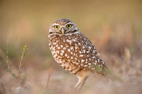 Burrowing Owl - SummitWest Environmental, Inc.