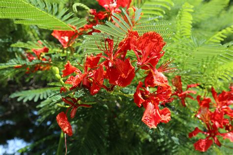 Fire Tree Flower Free Stock Photo - Public Domain Pictures