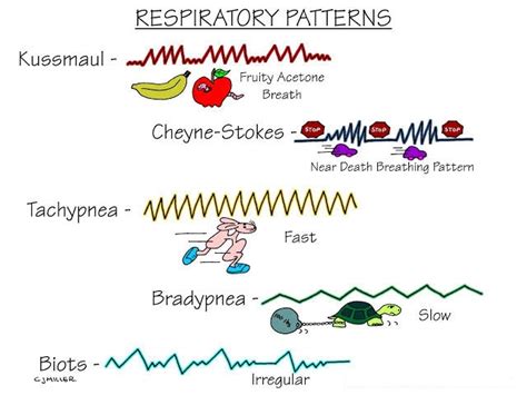 Types of breathing: diaphragmatic, thoracic and clavicular - Link Feel