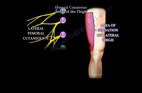 Lateral Femoral Cutaneous Nerve OrthopaedicPrinciples - Dermatomes ...