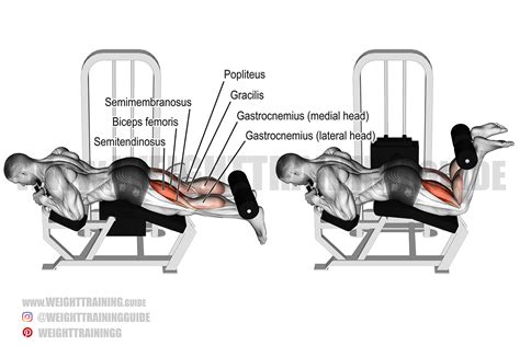 Lying leg curl exercise instructions and video | Weight Training Guide