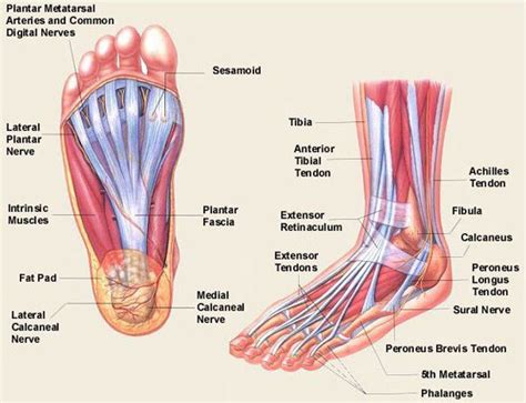 Foot Anatomy - Ansonia, CT Podiatrist | Foot anatomy, Muscle anatomy ...