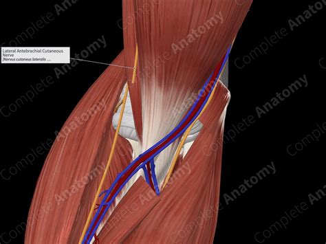 Lateral Antebrachial Cutaneous Nerve | Complete Anatomy