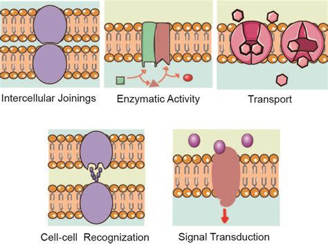 Membrane Protein Overview – Creative Biolabs Blog