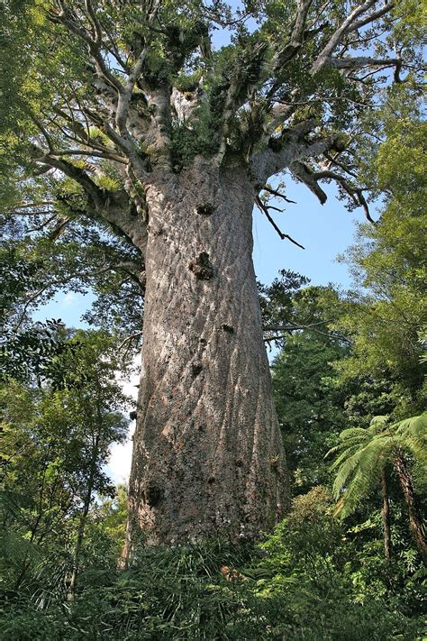 5 Largest and Tallest Trees in the World - Largest.org