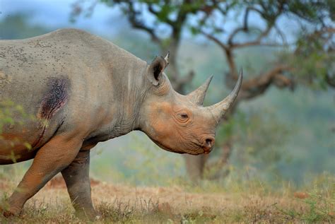 South Africa Cuts Rhino Poaching by Half: Minister | Courthouse News ...