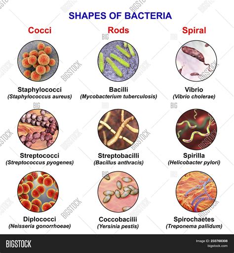 Shapes Bacteria, Image & Photo (Free Trial) | Bigstock