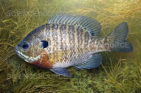 Photograph | Bluegill (Lepomis macrochirus) | Science Source Images