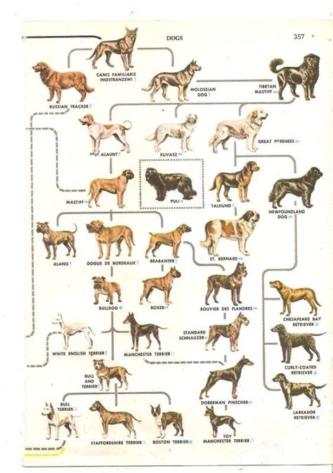 family tree of dog breeds | Dog Breed | Pinterest | Trees, Dog breeds ...