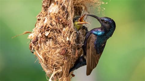 Beautiful Purple bird nest making and feeding their babies in nest ...