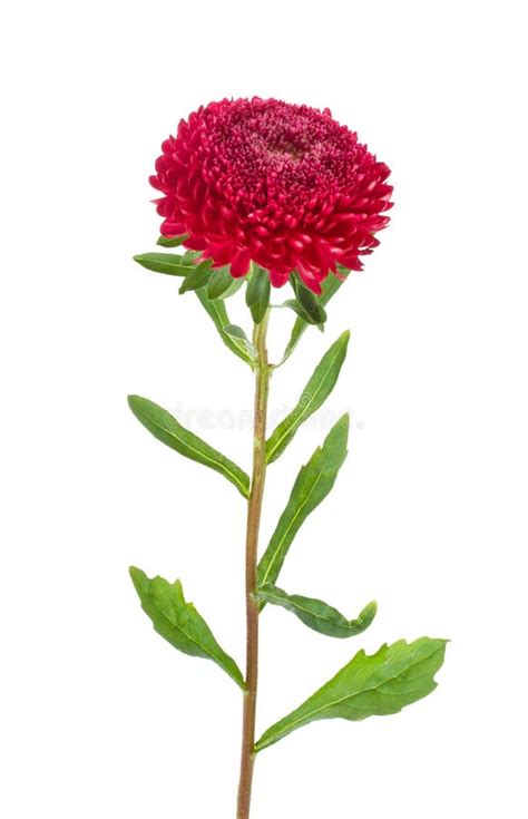 Red aster isolated stock image. Image of aster, blossom - 11126531