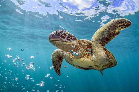 There are seven recognized species of sea turtles, and all are ...