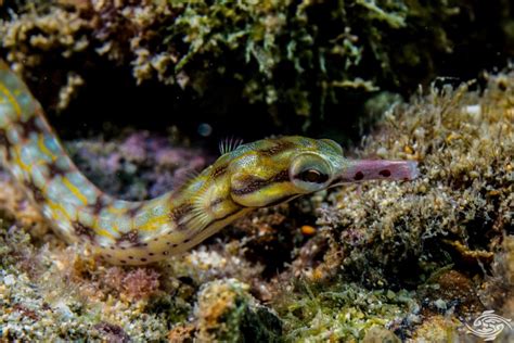 Network Pipefish – Facts and Photographs | Seaunseen