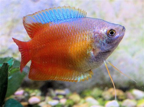 Dwarf Gourami Fish Breed Profile