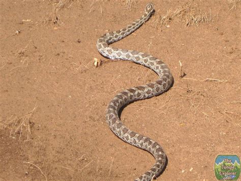 Great Plains Rat Snake (Pantherophis emoryi)