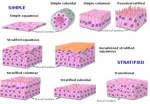 Tissues types, Epithelial tissue features, Covering & Glandular ...