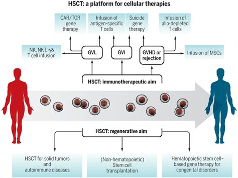 Hematopoietic stem cell transplantation in its 60s: A platform for ...