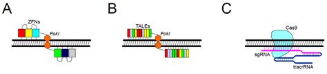 CRISPR-Cas9, TALENs and ZFNs - the battle in gene editing | Proteintech ...