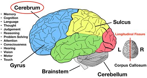 A Diagram Of The Parts Of The Cerebrum Brain Anatomy Brain Lobes ...