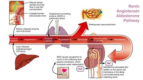 PPT - Aldosterone PowerPoint Presentation, free download - ID:480901