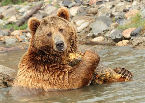 Protection of Yellowstone Grizzly Bears has been upheld by the court ...