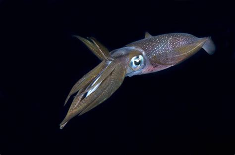 Bigfin Reef Squid - A-Z Animals