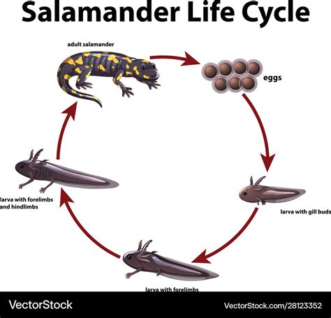 Diagram showing life cycle salamander Royalty Free Vector