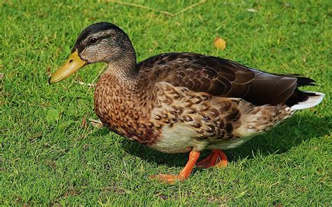 Free Images : nature, wing, animal, beak, color, colorful, feather ...