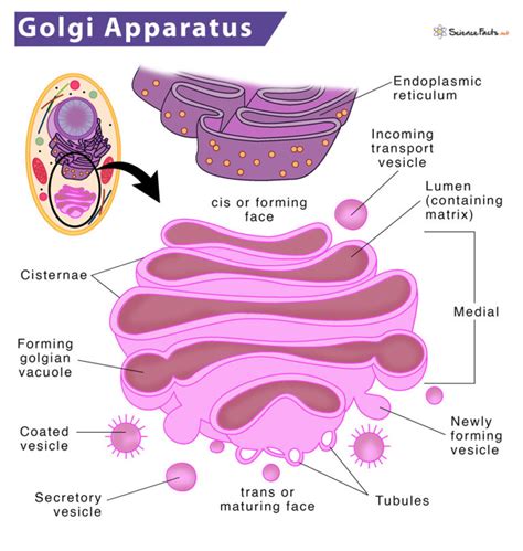 Golgi Apparatus - Definition, Location, Structure & Functions