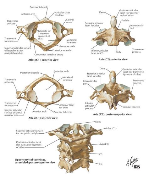 Pin on Anatomy & Physiology