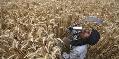 Punjab's Agriculture Sector Can't Rest on its Past Glory