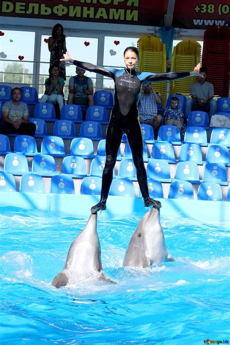 Dolphin trainer free image - № 25133