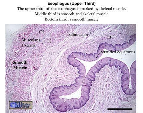 Histology - Esophagus - Layers | Histology slides, Medicine notes ...