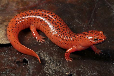 Salamander’s Hefty Role in the Forest | Salamander, Amphibians ...