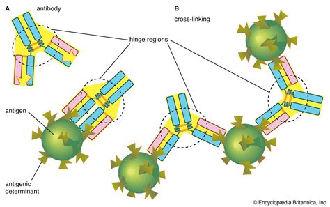 Antigen Antibody Reaction Diagram