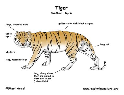 Unique Animal Characteristics - The Sumatran Tiger