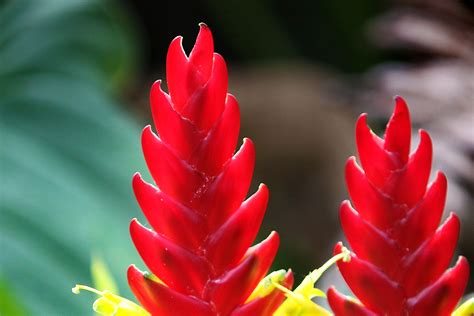 Free Images : flower, red ginger, flowering plant, botany, castilleja ...