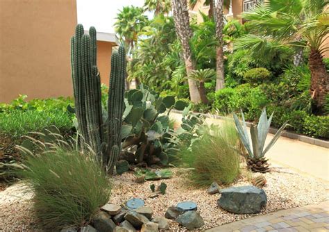 Transform your yard: 10 best desert plants for a beautiful landscape