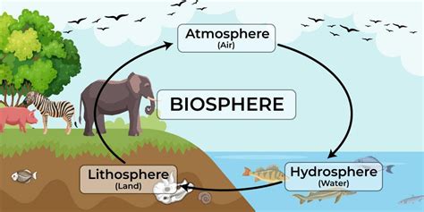 What is Biosphere? Definition, Resources, Importance, and Examples