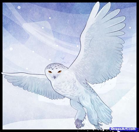 How to Draw a Snowy Owl | Owls drawing, Bird drawings, Cute animal drawings