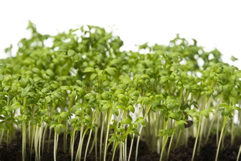 Cress Sprouts Lepidium Sativum Stock Photo - Image of white, natural ...